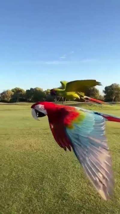 Хорошо летят