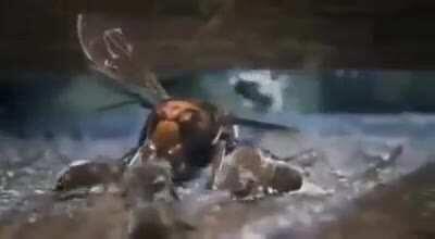 The Winged Hussars of the Beehive (original idea of u/ladybugmadame)