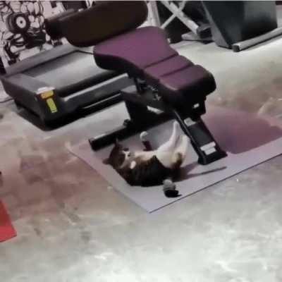 Gotta get those Purrfect Abs!