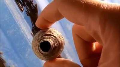 Playing With Wasp Nest