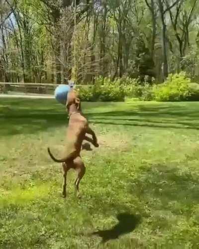 R/aww seem to have never had tik tok