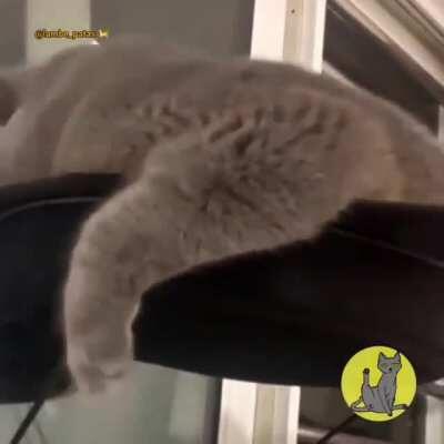 Gato do Super Xandão ai