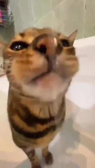 thirsty cat yoshi mlem