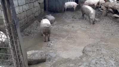 Pigs mud zoomies (that one pig is fine)