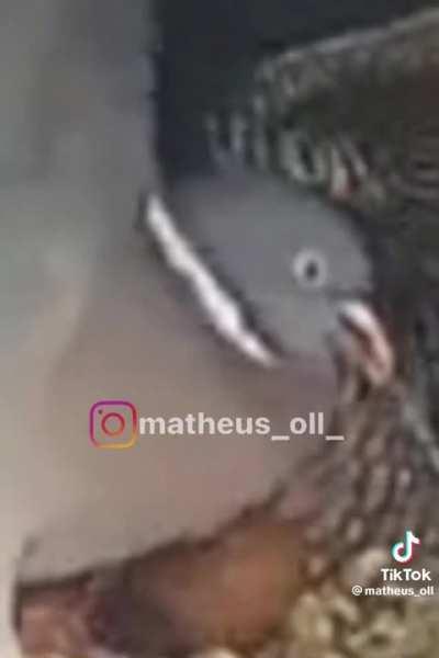 Uma verdadeira briga de dinossauros