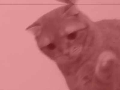 Cat puts paw in water then freaks out