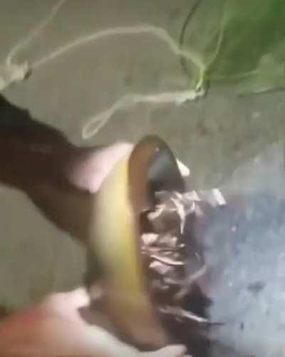 🔥After 450 million years, Horseshoe Crabs have hardly changed