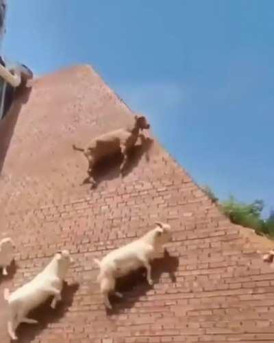 Mountain goats can climb in really steep cliffs like it's nothing