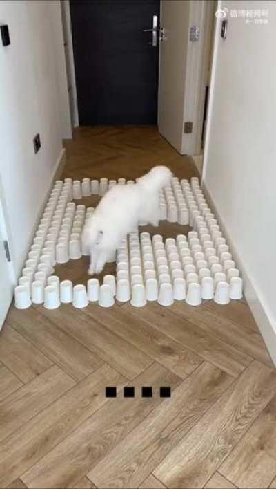 Just found this cat challenge video! So cute !!!