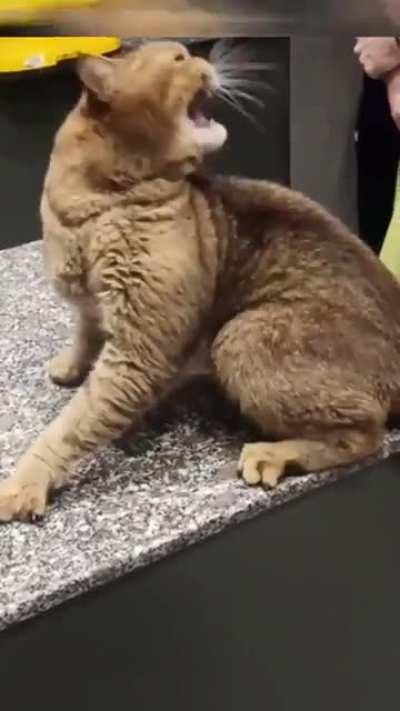 Cat at the vet cursing