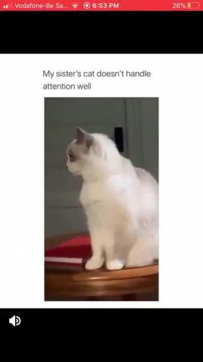 Credits to r/startled cats. Too good. It said -me in real life