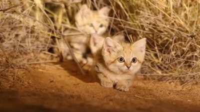 Sand Cats specialize in surviving in the desert. They are not good climbers or jumpers, but they are excellent diggers. They use their digging ability to dig shallow burrows to escape the heat of the desert during the day.