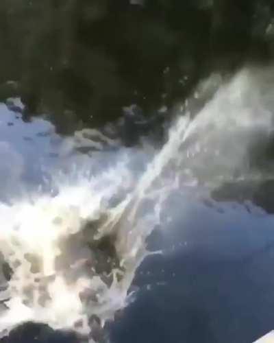 HMC I’m the diving queen.