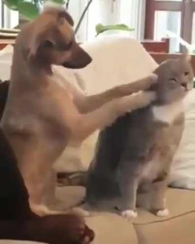 When you try to teach a dog how to pet a cat.