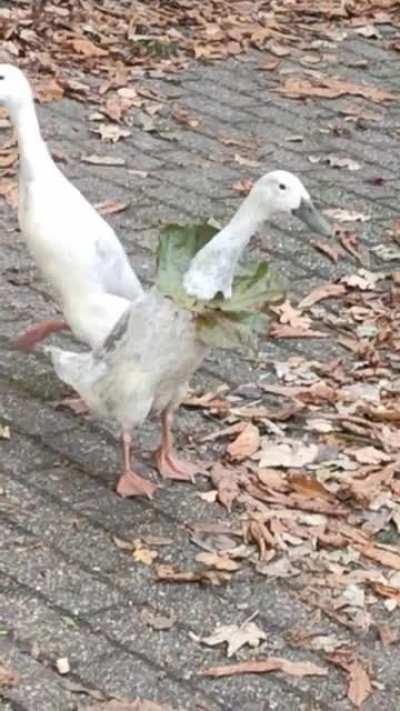 After buying her new statement scarf, Jane was ready to stand out: