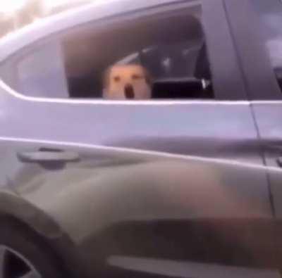 This is the most wholesome videos on earth