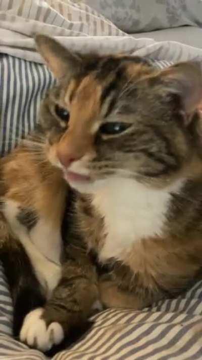 Waking up my 16 year old kitty