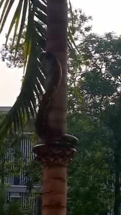 Thanks, I hate snakes in trees