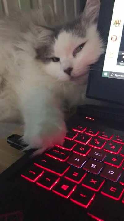 Avalon is thrilled that I can pay attention to her and the laptop at the same time