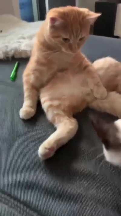 Cat therapy is in your feed, why are they so cute?