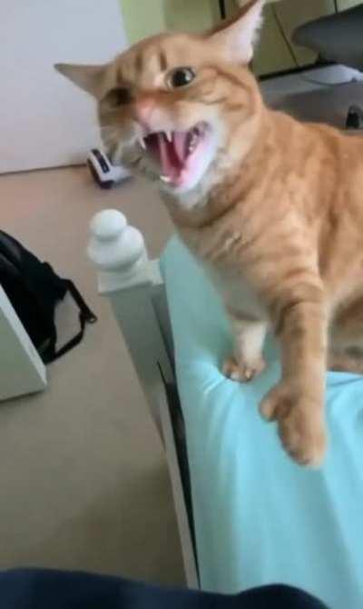 Right back at you, kitty!