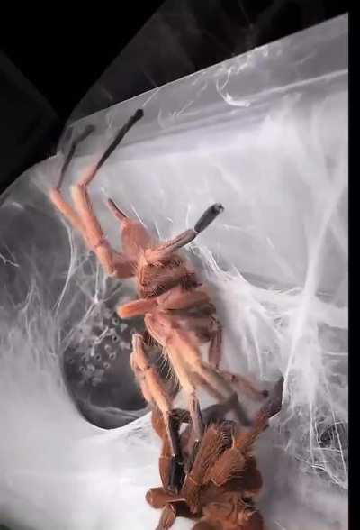 What are they doing?