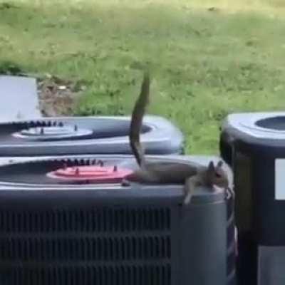 Fuck you squirrel in particular