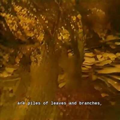 Story2Hallucination on an AI Dungeon story about a Bird King