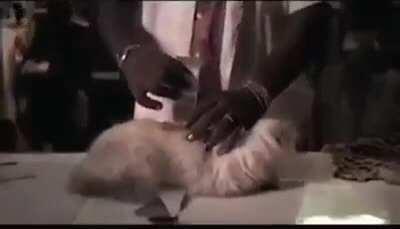 Gato bucle gato bucle