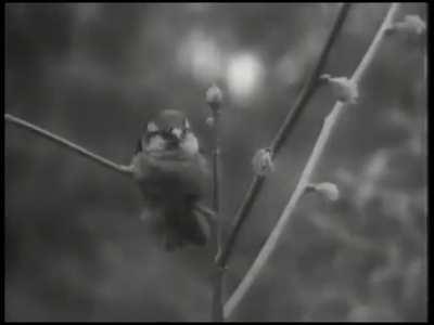 In 1958 Mao Zedong ordered all the sparrows to be killed because they ate too much grain