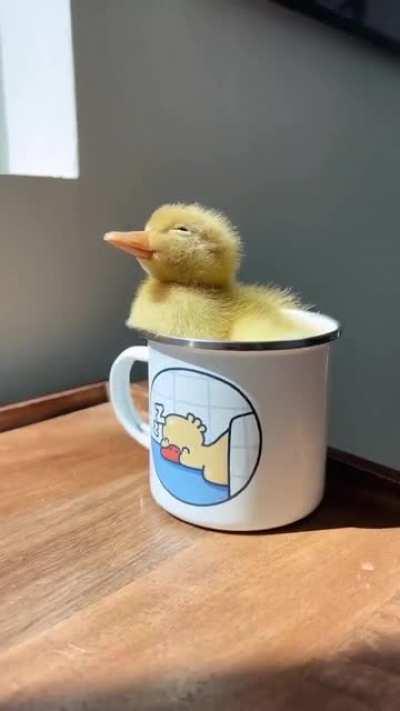 birbcup