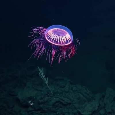 Mesmerizing jellyfish
