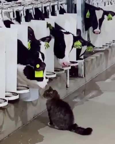 cOwS cLeAnInG tHeiR fOoD bEfOre eAtiNg hIm (SoUnD oFf)