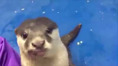 Otter shows human how to pet him