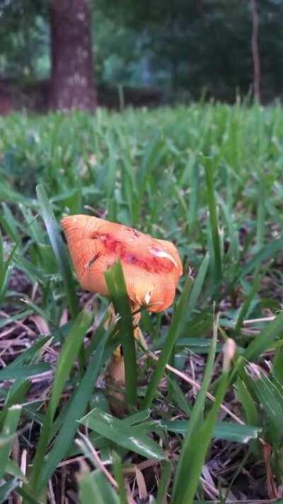 Do mushrooms normally move on their own?