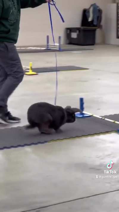 Rabbit Runs Out of Gas...