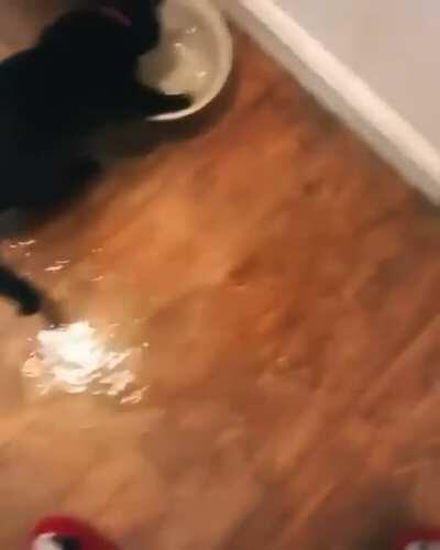 Cat water