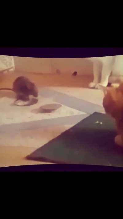 rat: Must have been the wind