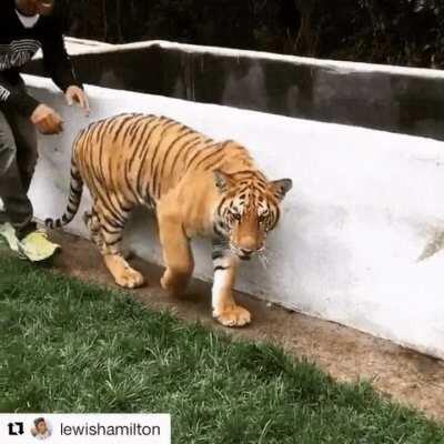 Juvenile tiger feigning/playing being surprised by a sneak attack from behind (watch the ears adjust before touch).