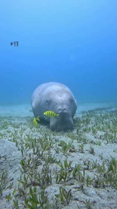🔥 Just a sea cow, watchin' some yellow fish