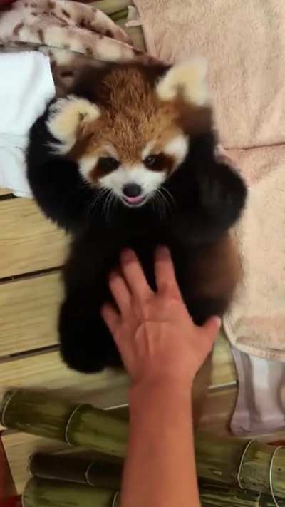 Three-month-old Nannan (囡囡), our adorable baby red panda