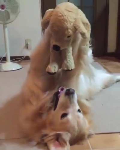 Pupper inspecting his favorite toy