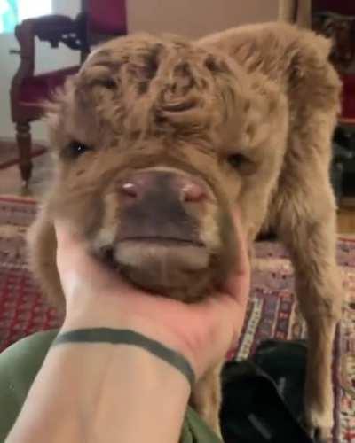 Enjoying some chin scritches