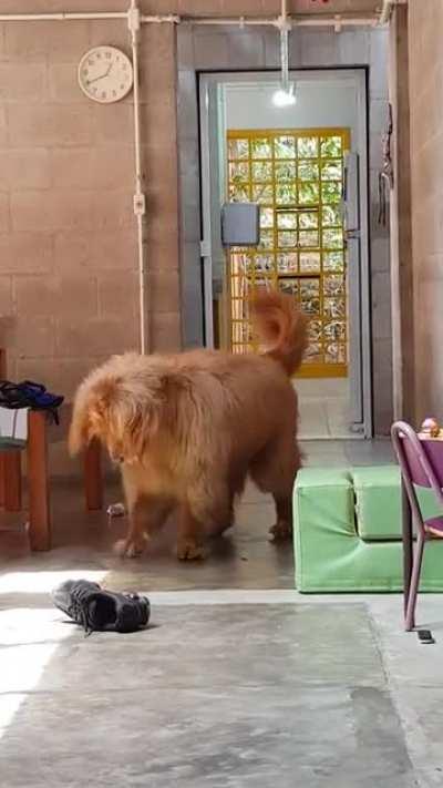 Yeah, my bear fights his shadow.