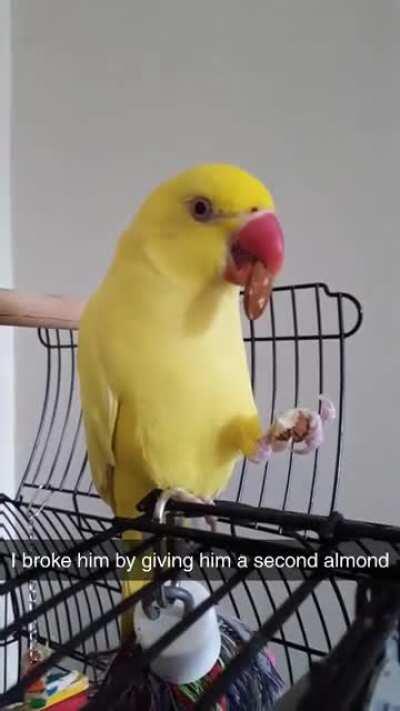 OP broke their friend's parrot by giving him an extra almond