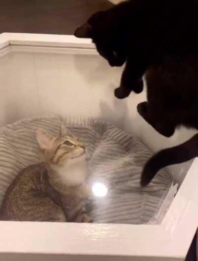 Hitcat Foiled By Victim’s Force Field