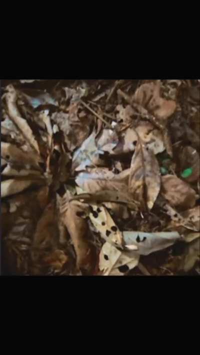 ANTS WERE MEANT TO RULE 