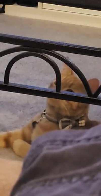 cAt hEaRs teRriBLe nEwS aNd fUcKiNg PasSeS OuT