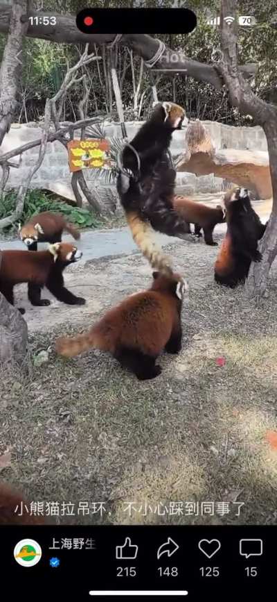 Red Panda want to be a gymnast