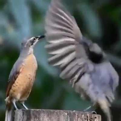 I won't allow you to see